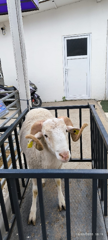 Kurbanlık Koç 