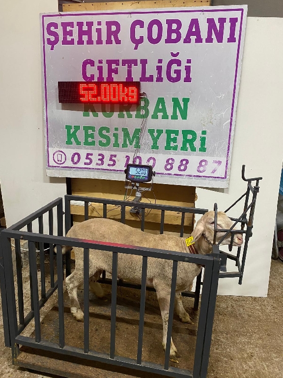 Balıkesir Cinsi Kurbanlık 64