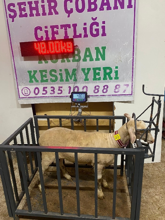 Balıkesir Cinsi Kurbanlık 49