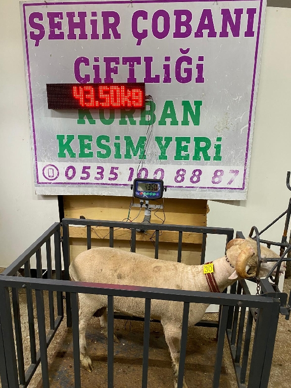 Balıkesir Cinsi Kurbanlık 30