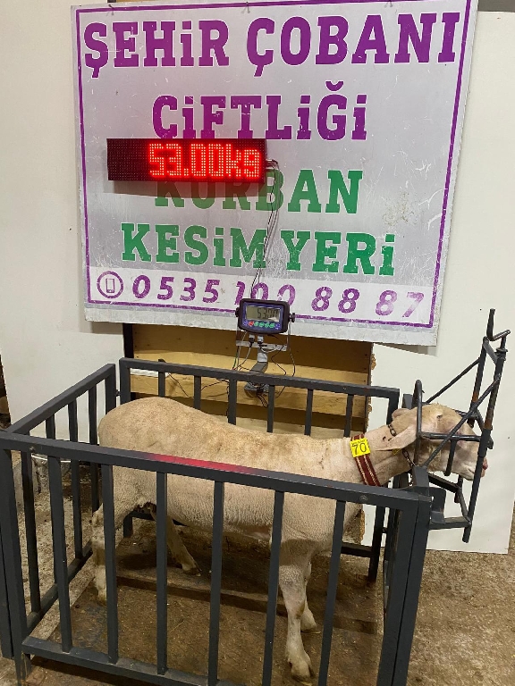 Balıkesir Cinsi Kurbanlık 70