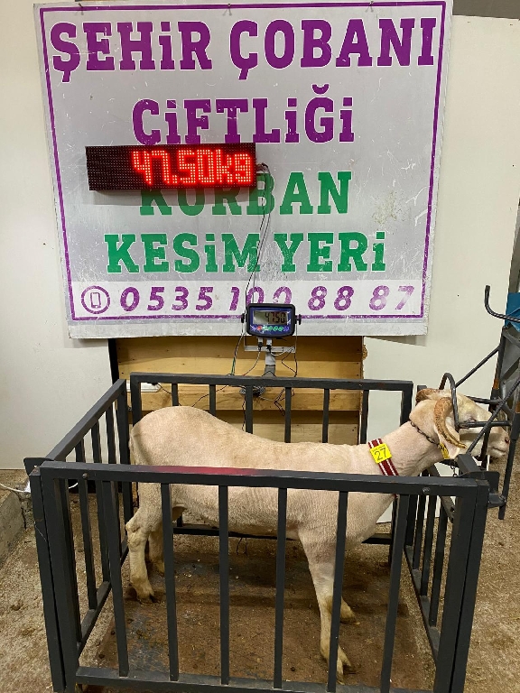 Balıkesir Cinsi Kurbanlık 27