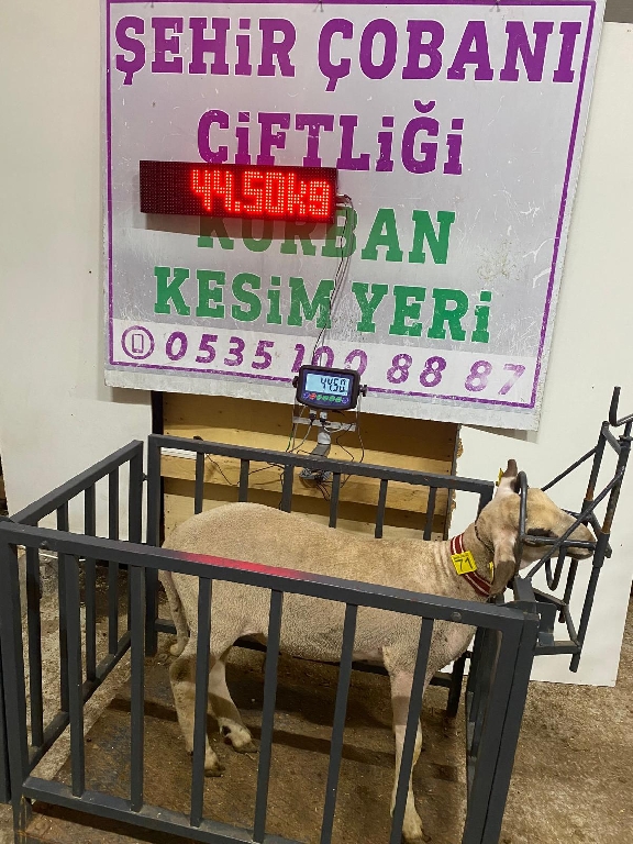 Balıkesir Cinsi Kurbanlık 71