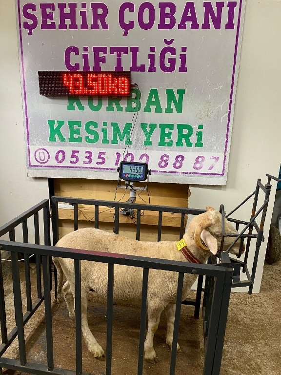 Balıkesir Cinsi Kurbanlık 11