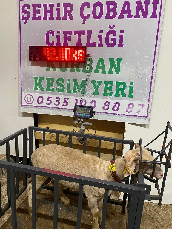 Balıkesir Cinsi Kurbanlık 89