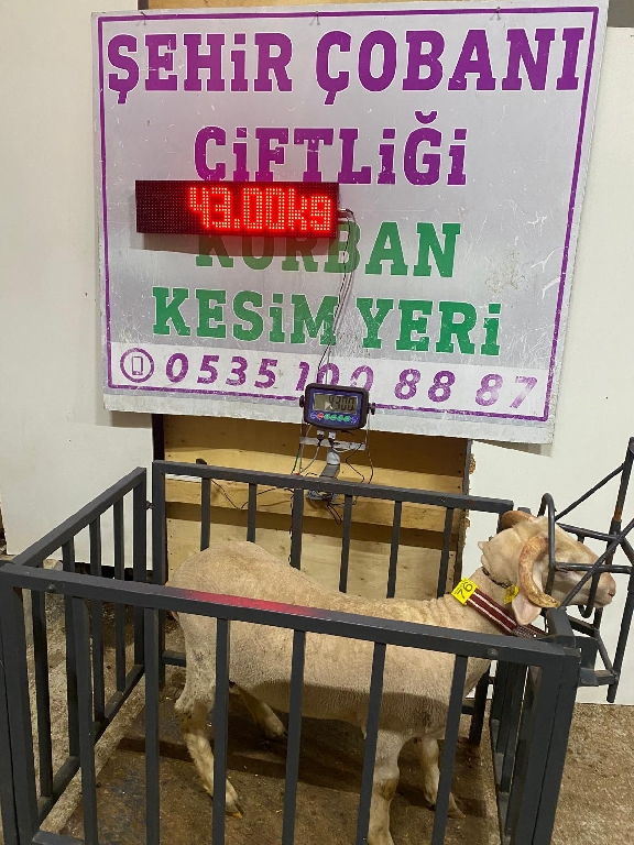Balıkesir Cinsi Kurbanlık 76