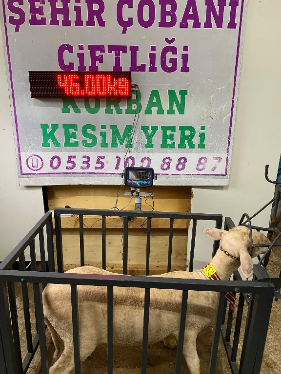 Balıkesir Cinsi Kurbanlık 22