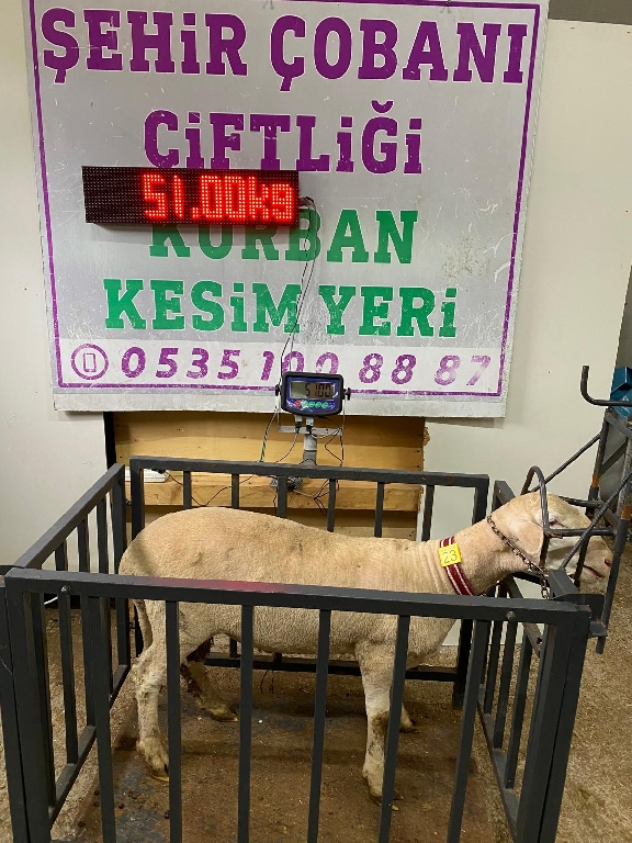 Balıkesir Cinsi Kurbanlık 23