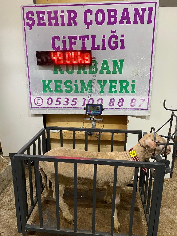 Balıkesir Cinsi Kurbanlık 34