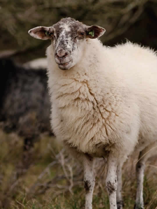 Kuzu