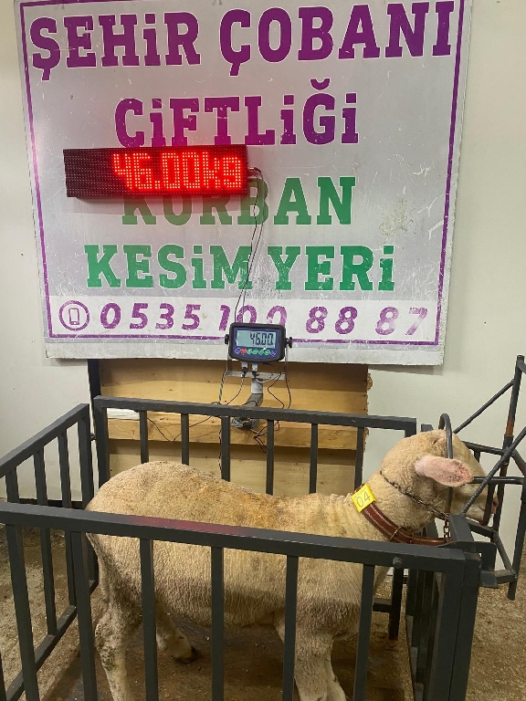 Balıkesir cinsi kurbanlık 04