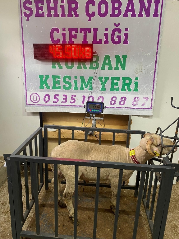 Balıkesir Cinsi Kurbanlık 36