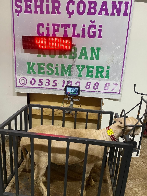 Balıkesir Cinsi Kurbanlık 43