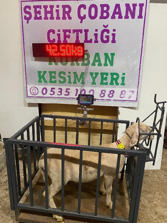 Balıkesir Cinsi Kurbanlık 62