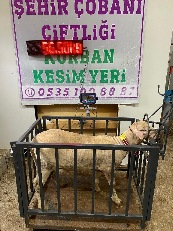 Balıkesir Cinsi Kurbanlık 26