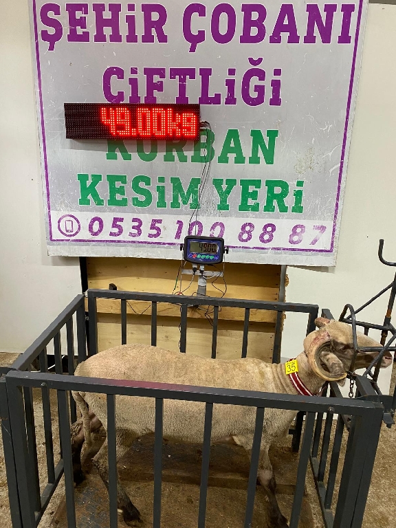 Balıkesir Cinsi Kurbanlık 35