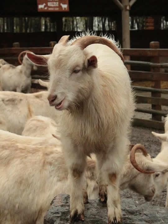 Keçi