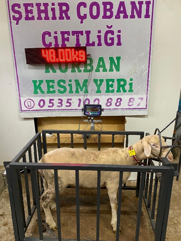 Balıkesir Cinsi Kurbanlık 17