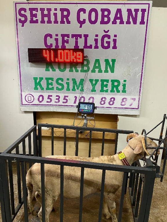 Balıkesir Cinsi Kurbanlık 15