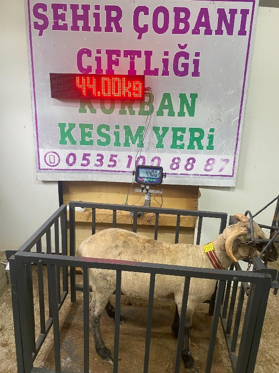 Balıkesir cinsi kurbanlık 06