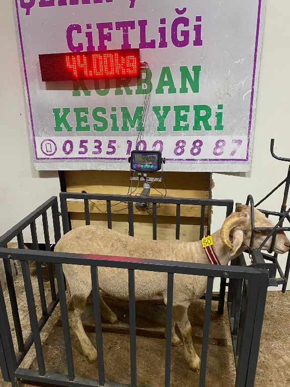 Balıkesir Cinsi Kurbanlık 50
