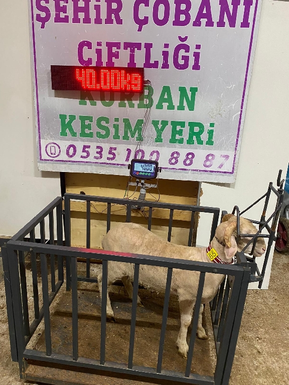 Balıkesir Cinsi Kurbanlık 65