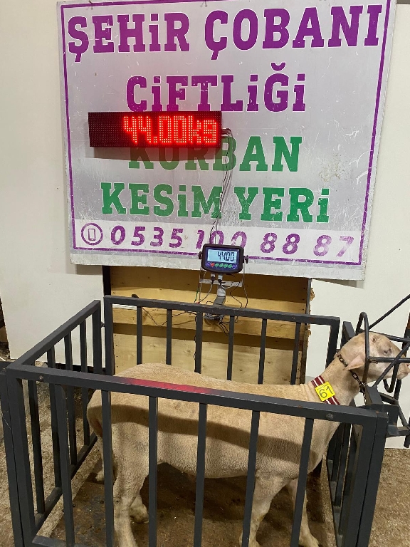 Balıkesir Cinsi Kurbanlık 61