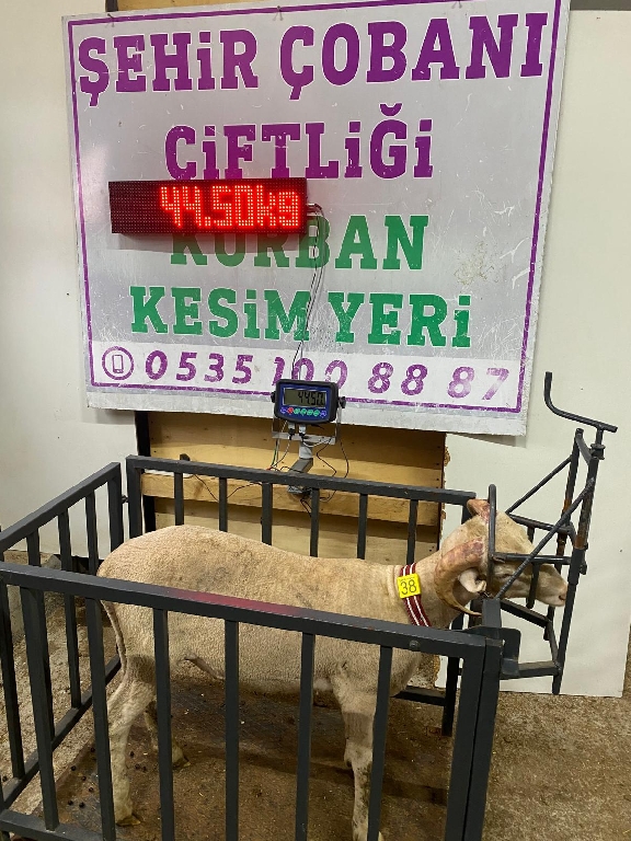 Balıkesir Cinsi Kurbanlık 38