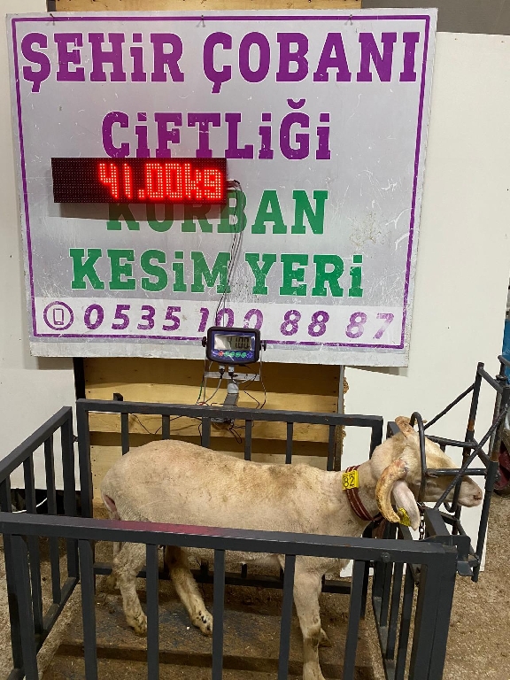 Balıkesir Cinsi Kurbanlık 82