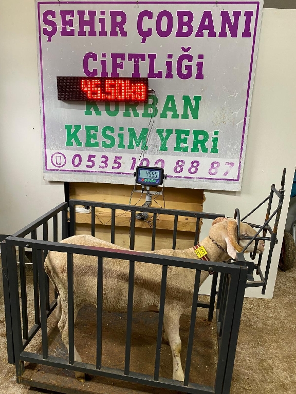 Balıkesir Cinsi Kurbanlık 13