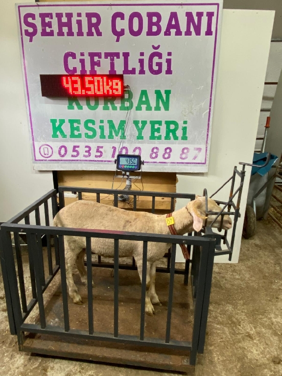 Balıkesir cinsi kurbanlık 07