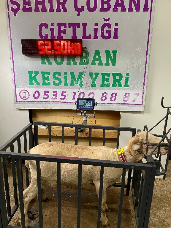 Balıkesir Cinsi Kurbanlık 18