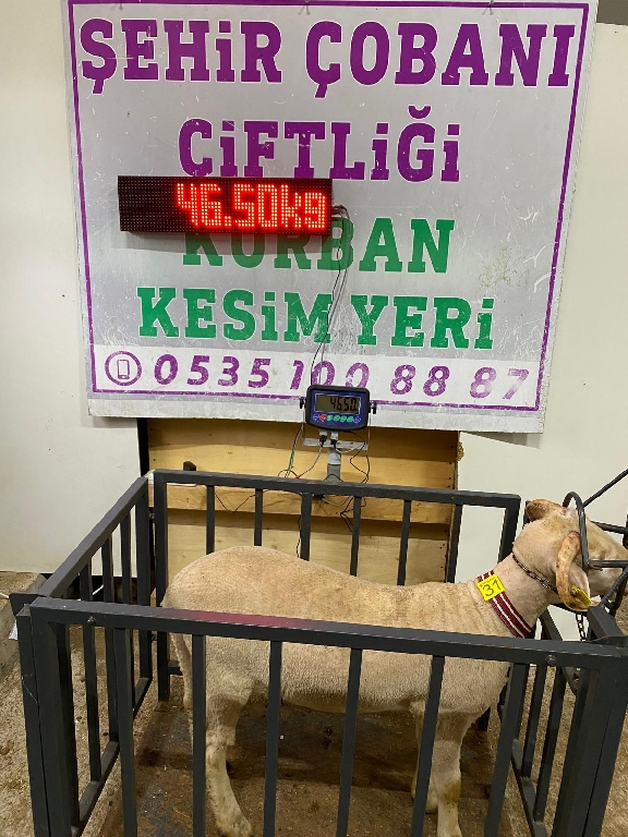 Balıkesir Cinsi Kurbanlık 31