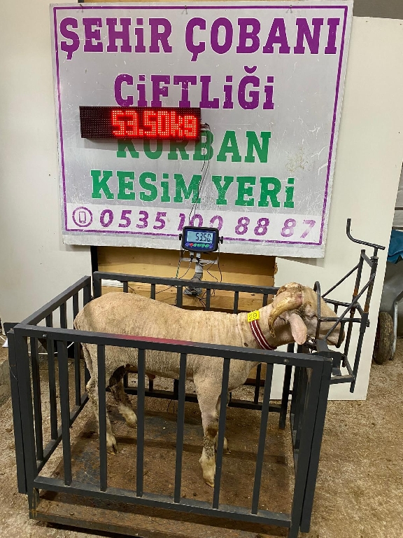 Balıkesir Cinsi Kurbanlık 29