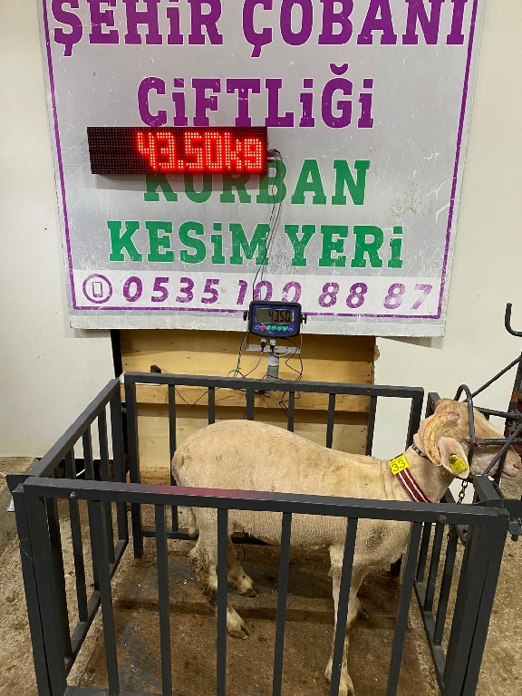 Balıkesir Cinsi Kurbanlık 33