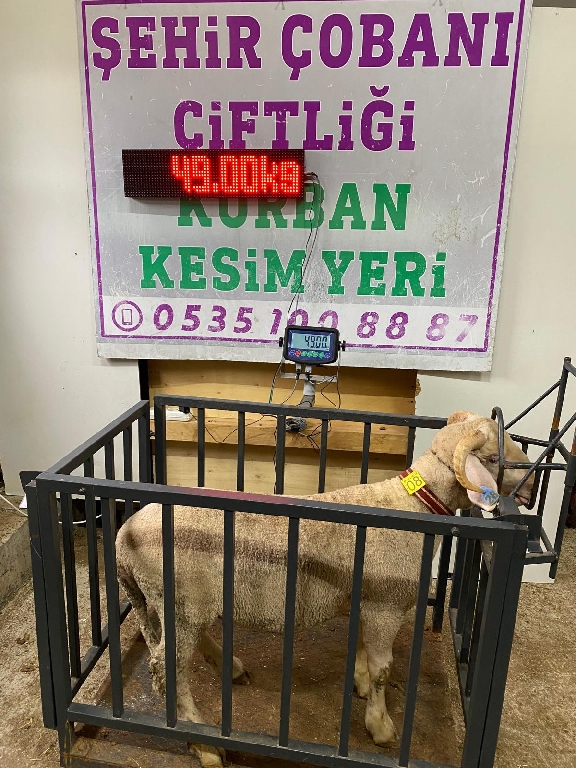 Balıkesir cinsi kurbanlık 08