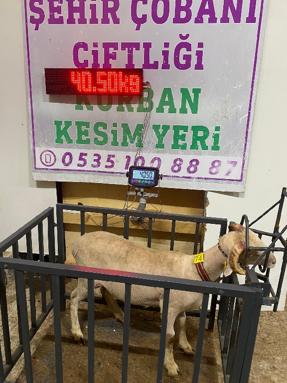 Balıkesir Cinsi Kurbanlık 74