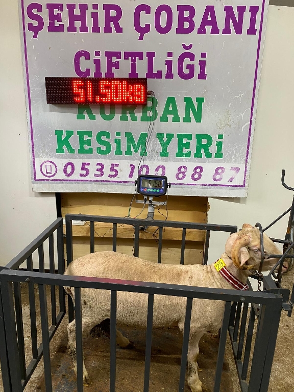 Balıkesir Cinsi Kurbanlık 28