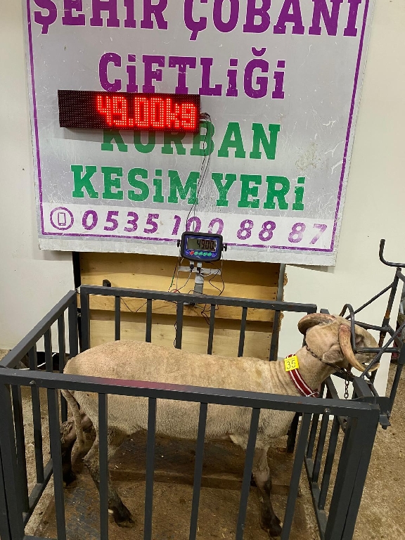 Balıkesir Cinsi Kurbanlık 35