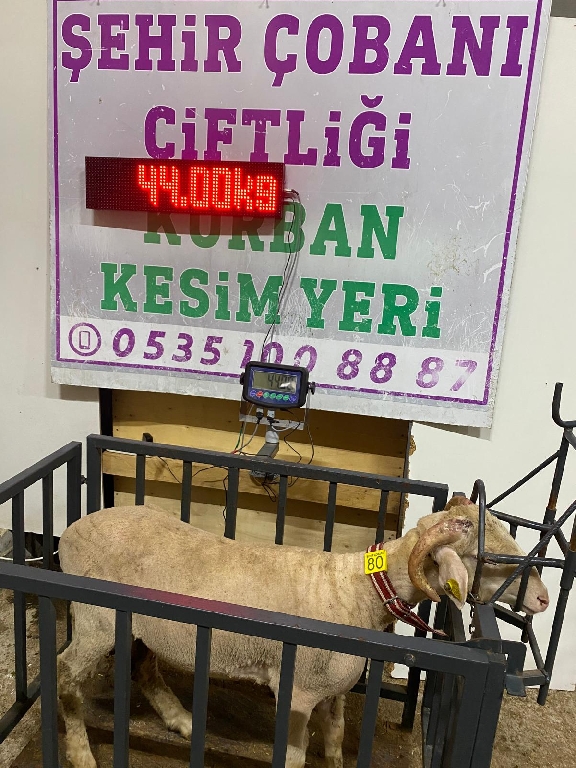 Balıkesir Cinsi Kurbanlık 80
