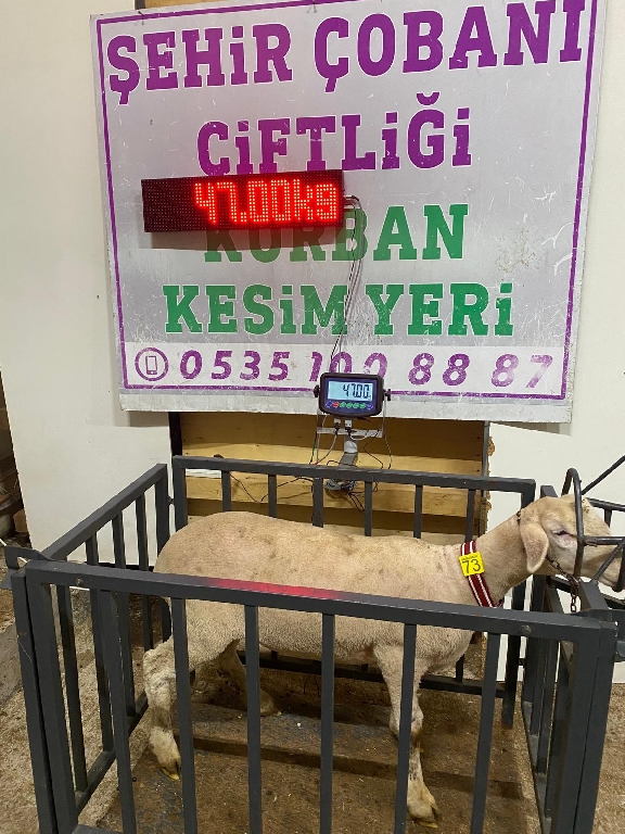 Balıkesir Cinsi Kurbanlık 73