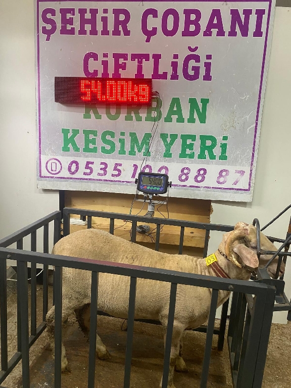 Balıkesir cinsi kurbanlık 03