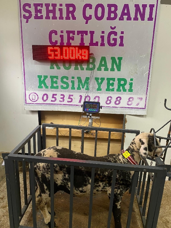 Balıkesir Cinsi Kurbanlık 37