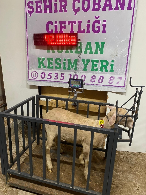 Balıkesir Cinsi Kurbanlık 86