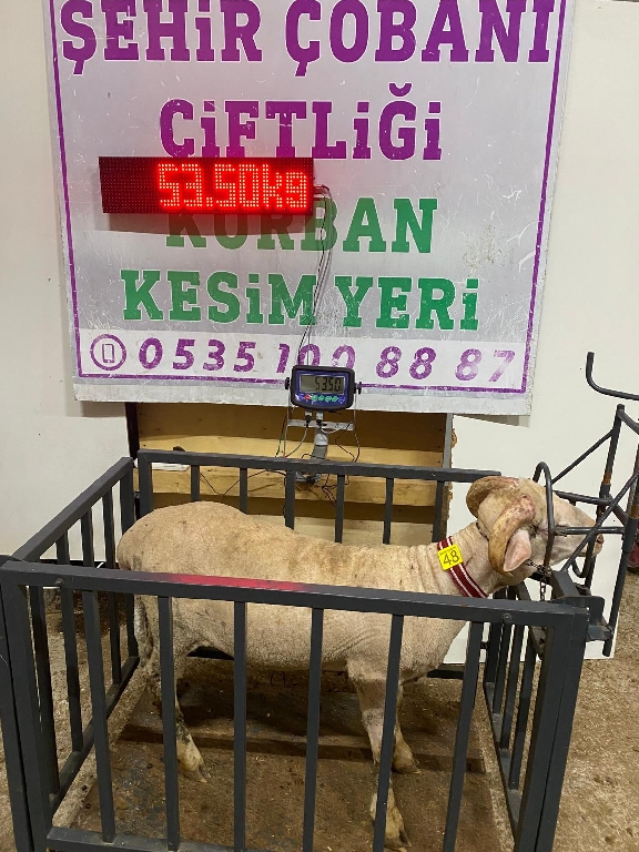 Balıkesir Cinsi Kurbanlık 48